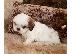 PoulaTo: Αξιολάτρευτο Shih Tzu Puppys